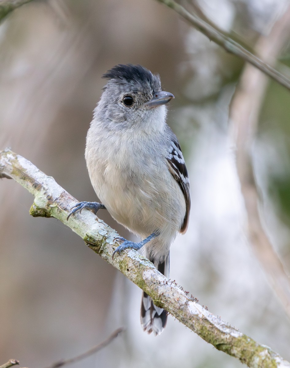 Planalto Slaty-Antshrike - ML644716490