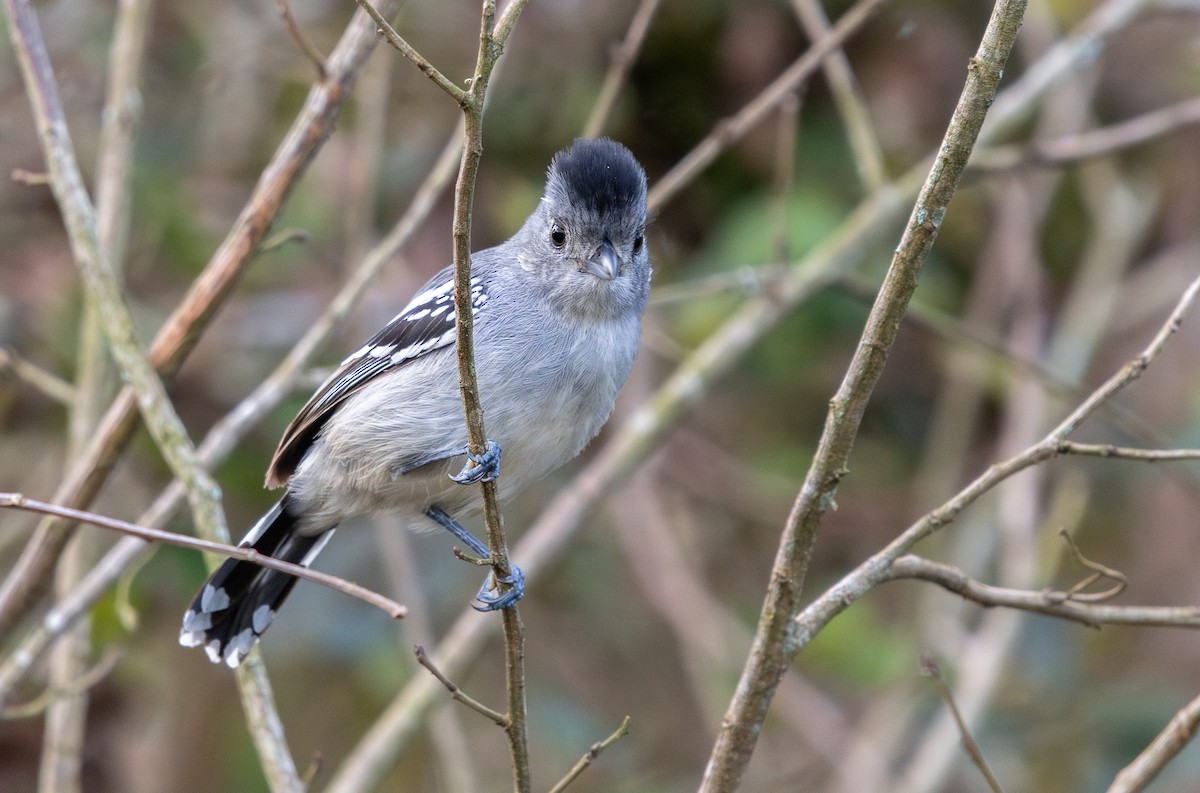 Planalto Slaty-Antshrike - ML644716491
