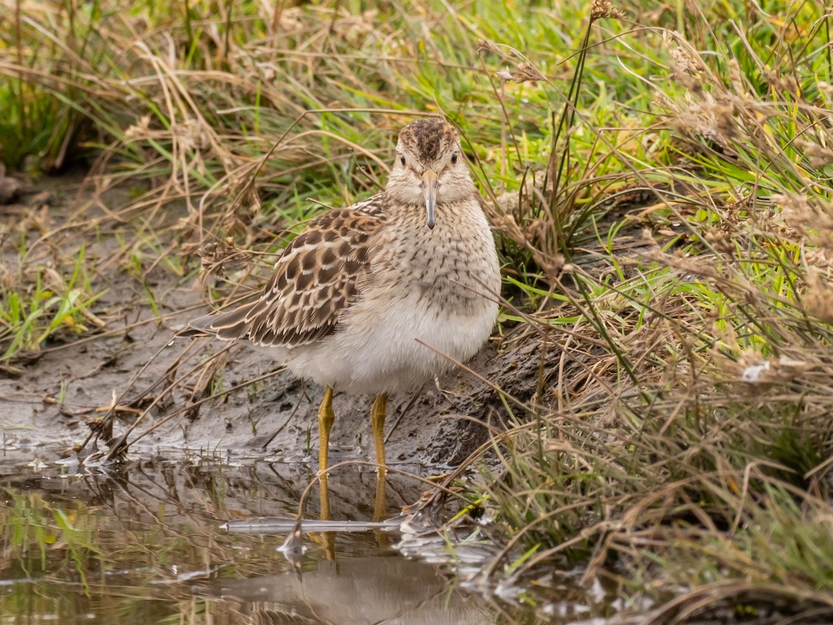 Txirri pektorala - ML644716505