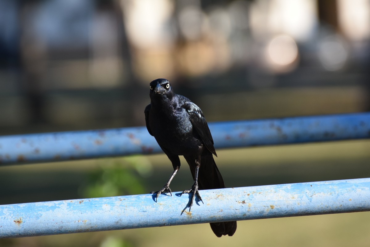 Great-tailed Grackle - ML644716513