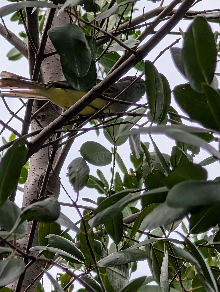 lundtyrann - ML644716518