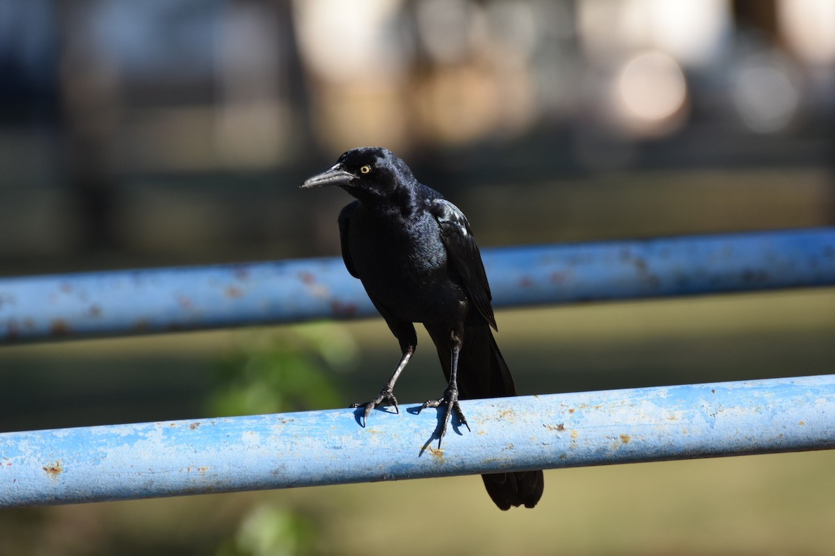 Great-tailed Grackle - ML644716527