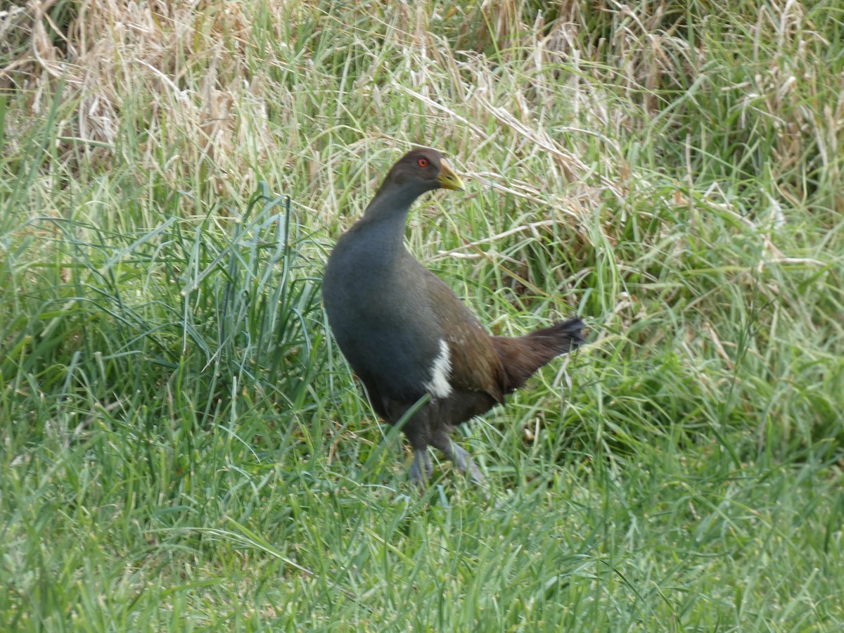 Tasmanian Nativehen - ML644716528
