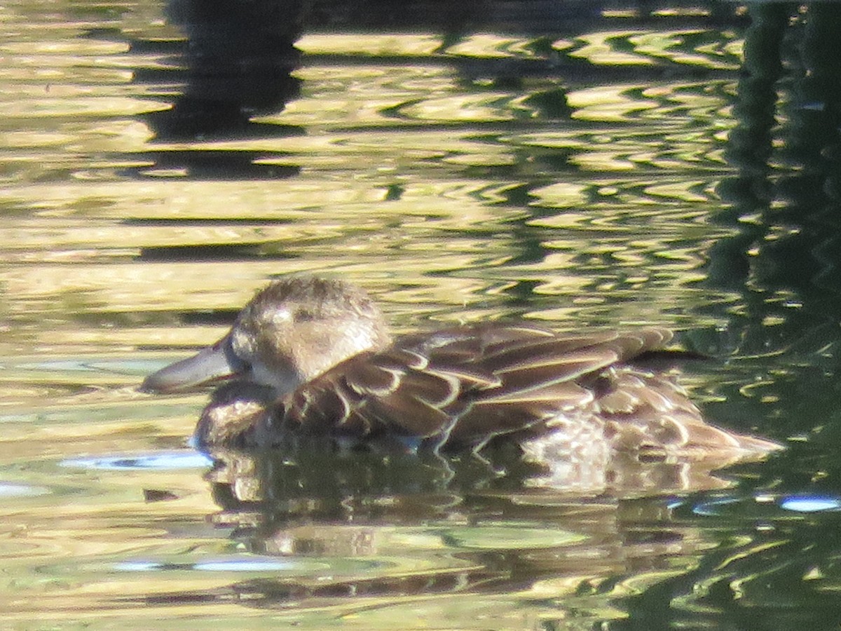 Blue-winged Teal - ML644716530