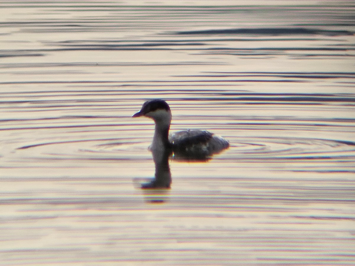 Horned Grebe - ML644716531