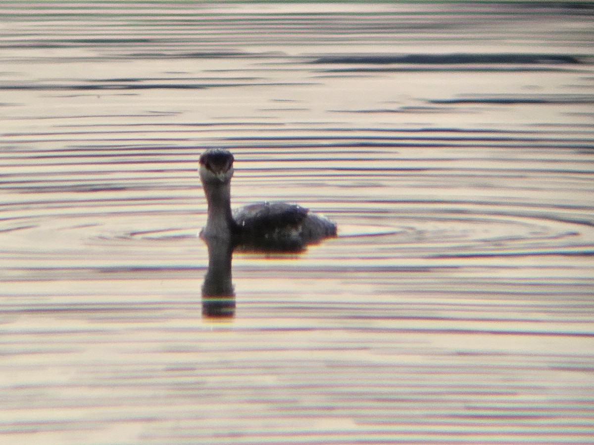 ミミカイツブリ - ML644716532