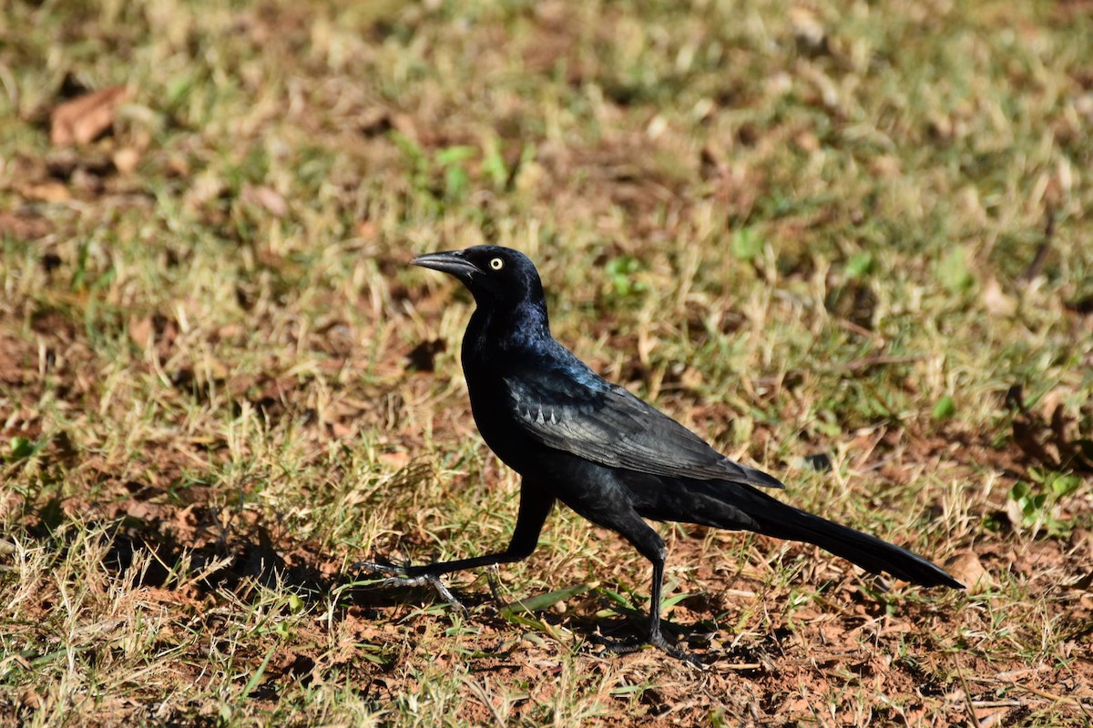Great-tailed Grackle - ML644716533