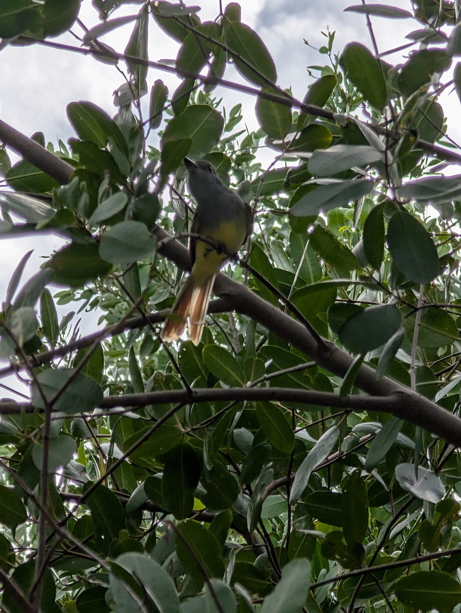 lundtyrann - ML644716544