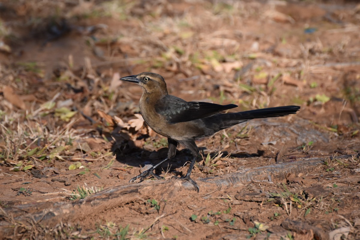 Great-tailed Grackle - ML644716551