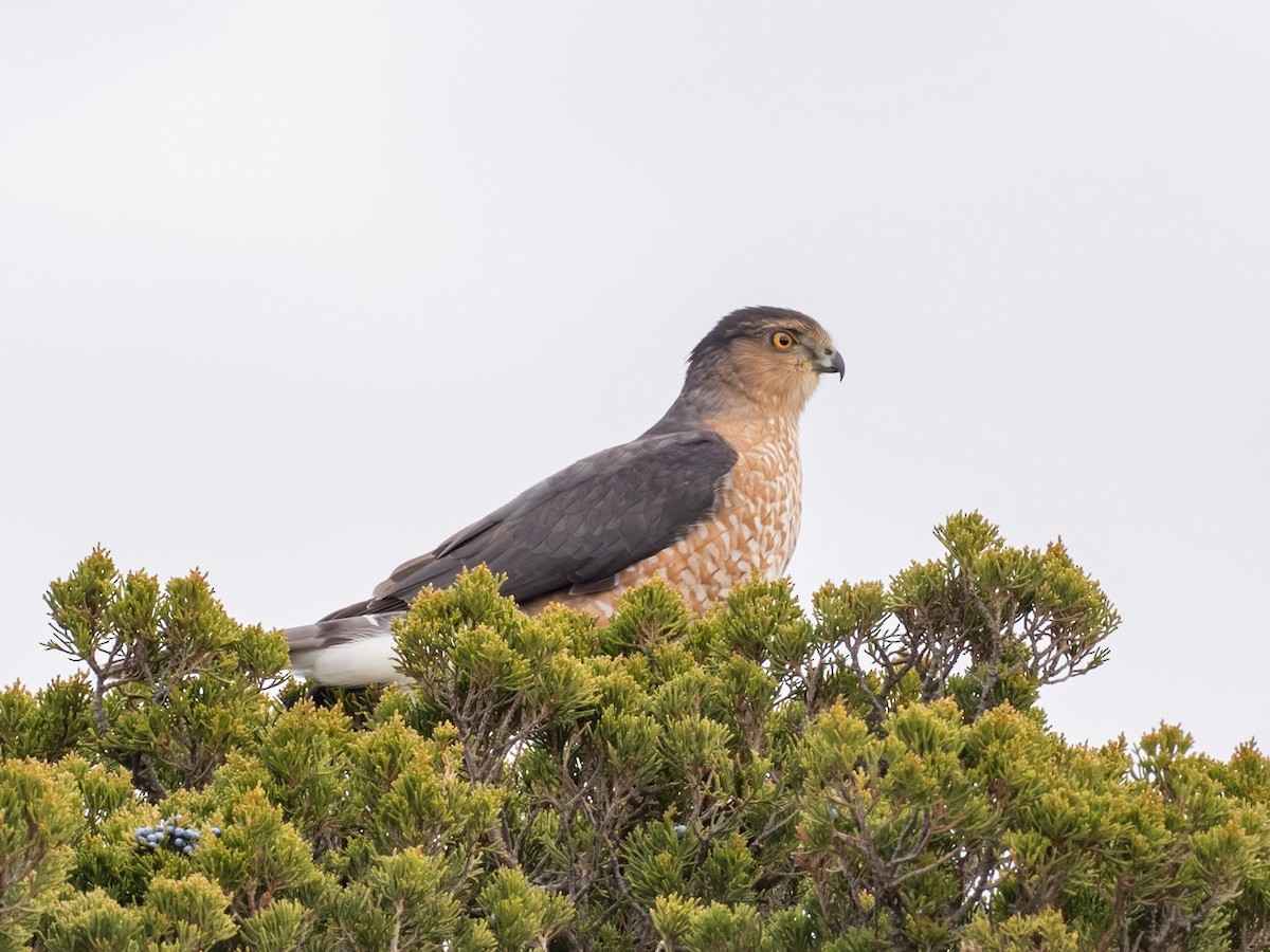 Épervier de Cooper - ML644716557