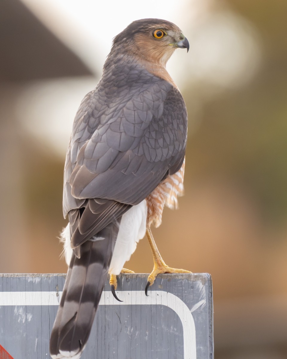 Épervier de Cooper - ML644716558