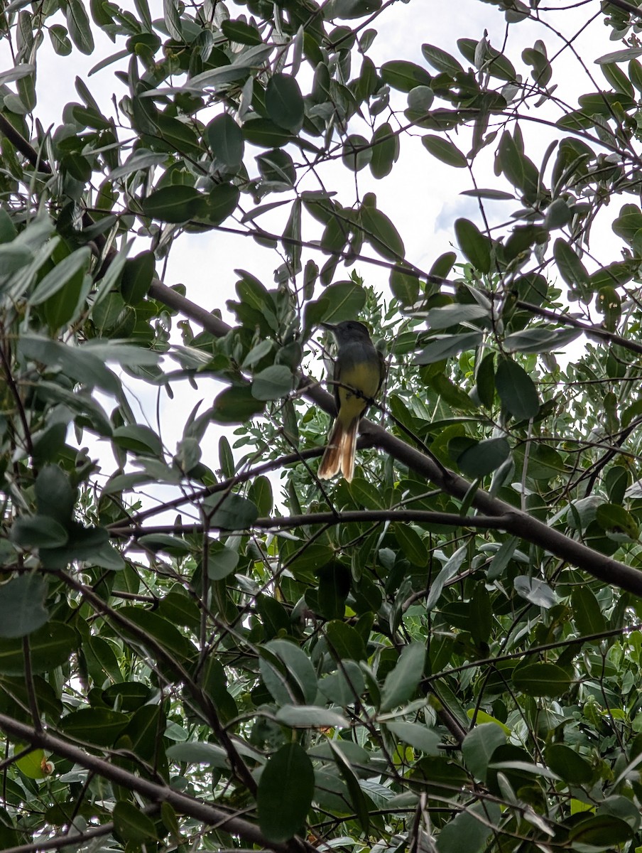 lundtyrann - ML644716563