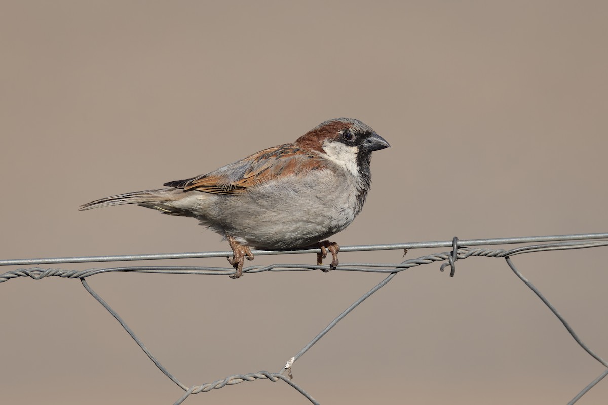 House Sparrow - ML644716572