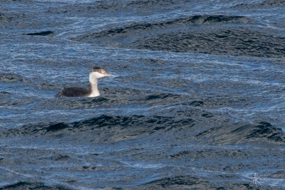 ミミカイツブリ - ML644716573