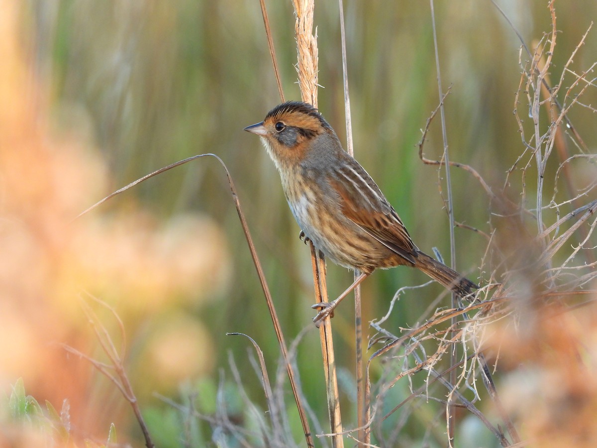 Nelson's Sparrow - ML644716578
