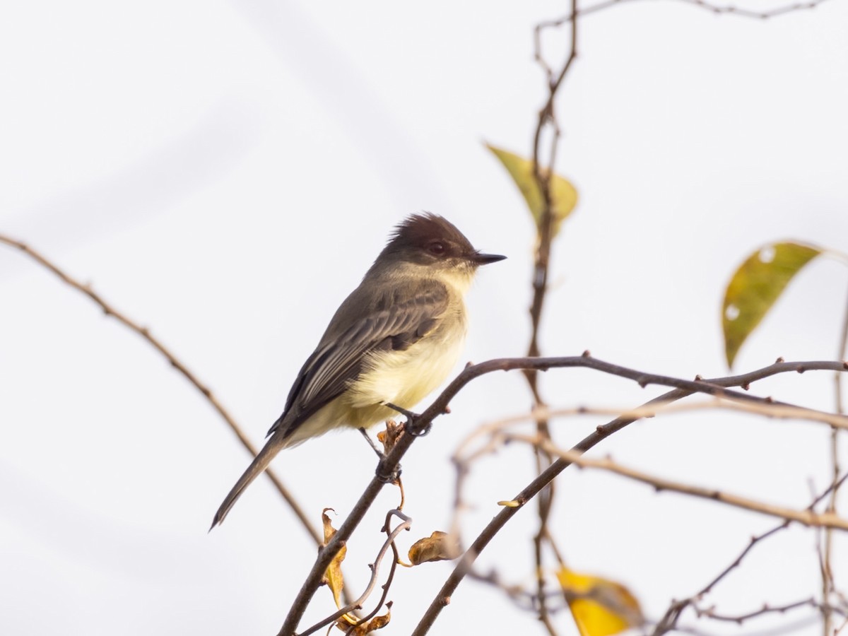 Moucherolle phébi - ML644716584