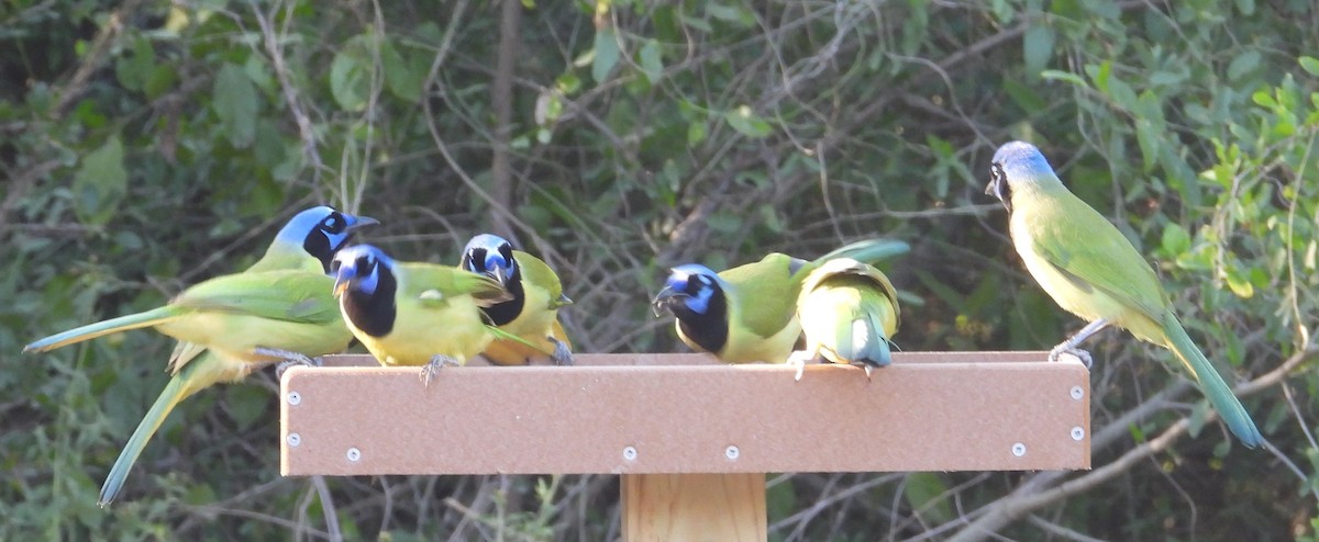 Yeşil Karga - ML644716586