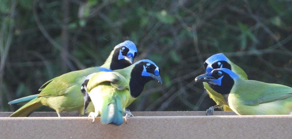 Yeşil Karga - ML644716587