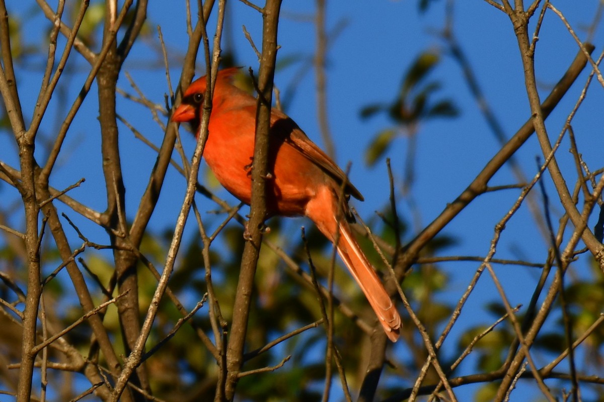 Красный кардинал - ML644716589