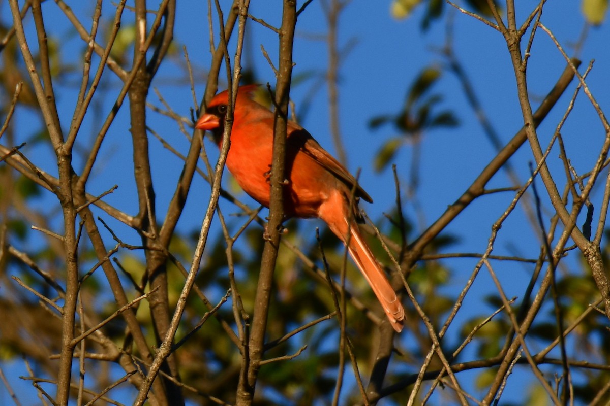 Красный кардинал - ML644716590