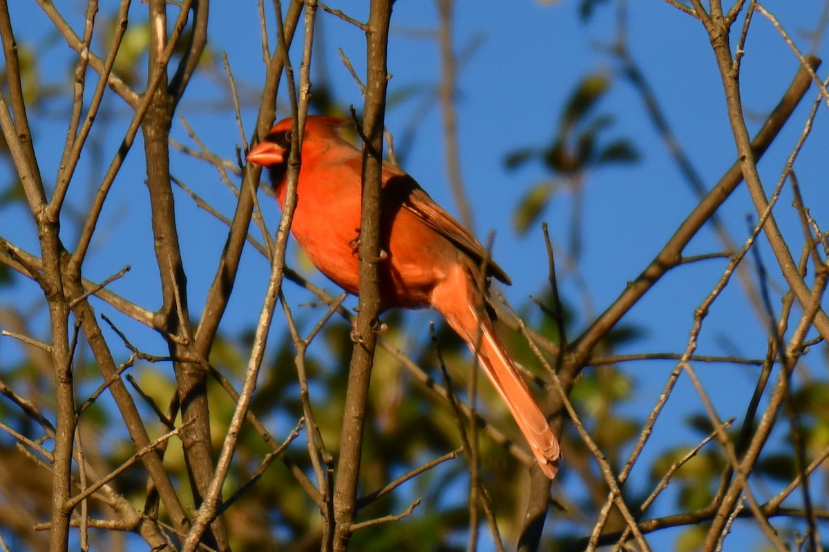 Красный кардинал - ML644716591