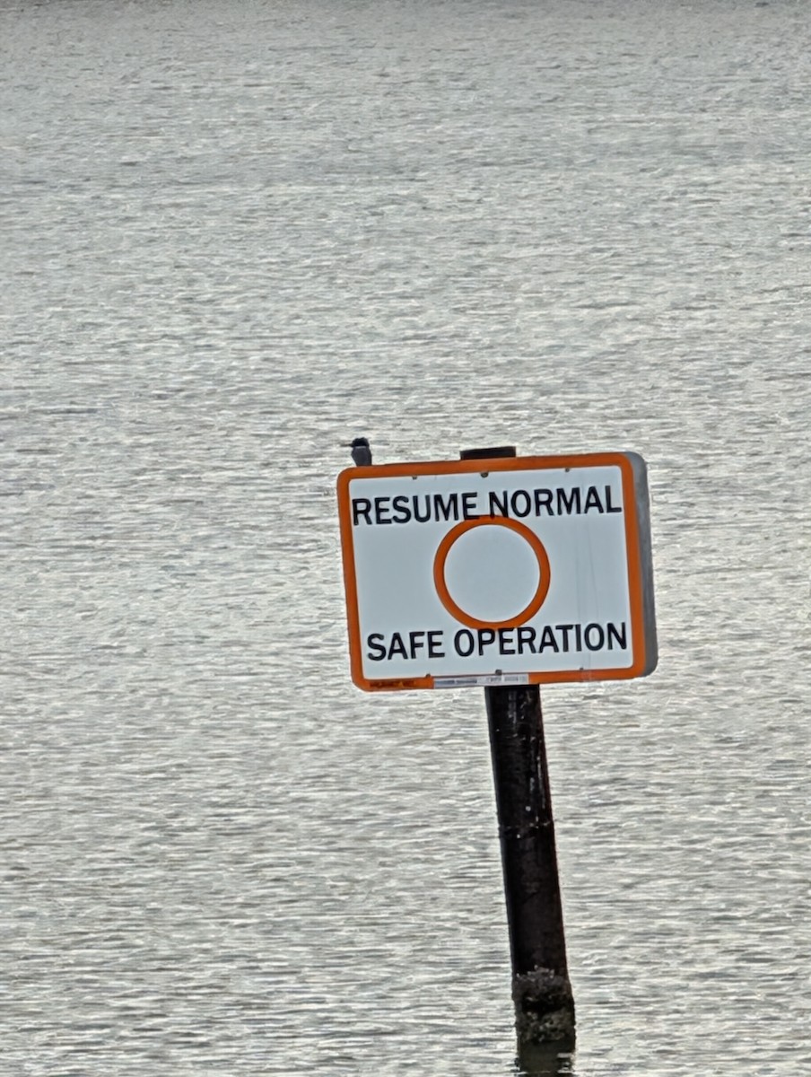 belteisfugl - ML644716606