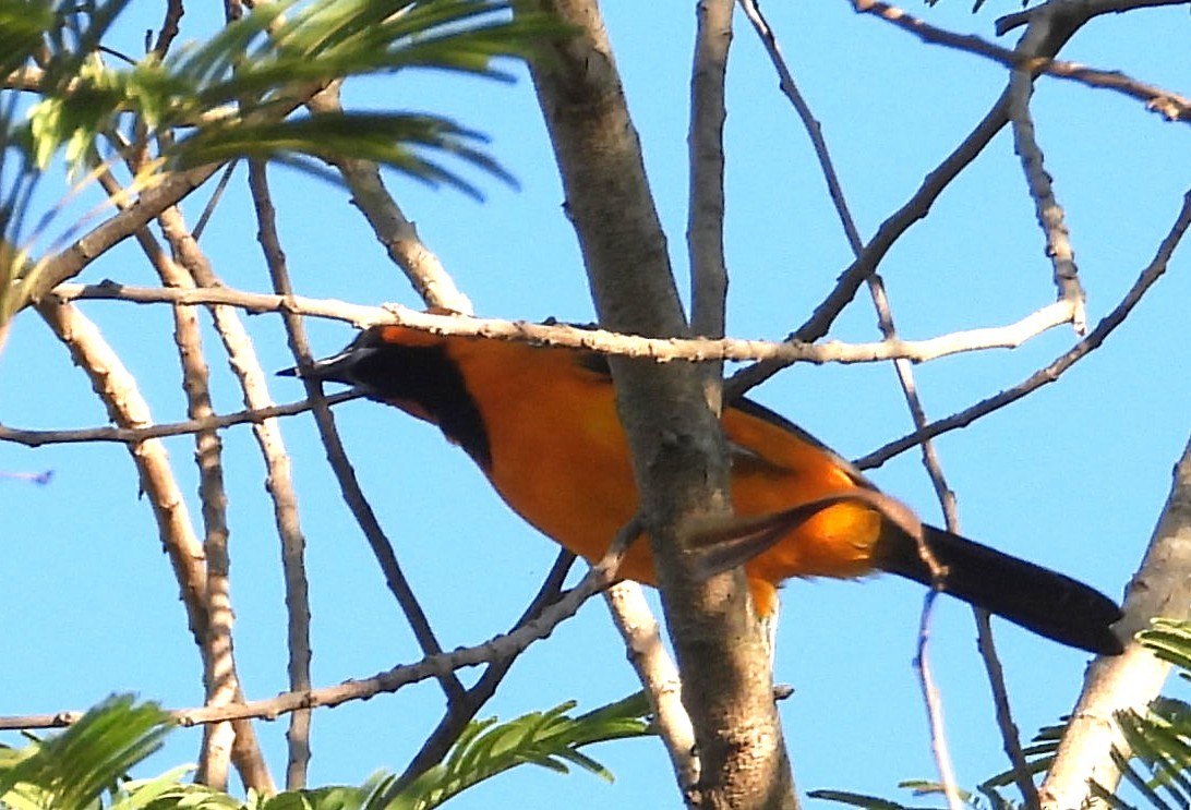 Altamira Oriole - ML644716614