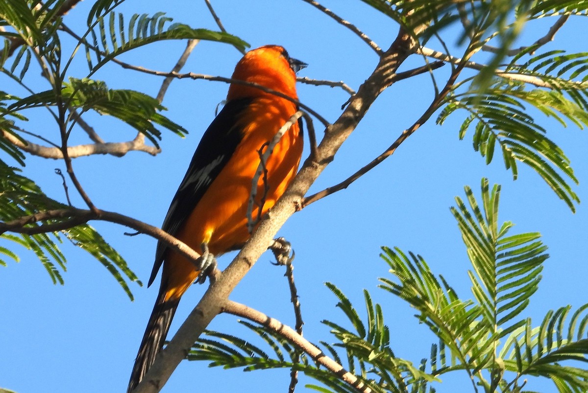 Altamira Oriole - ML644716615