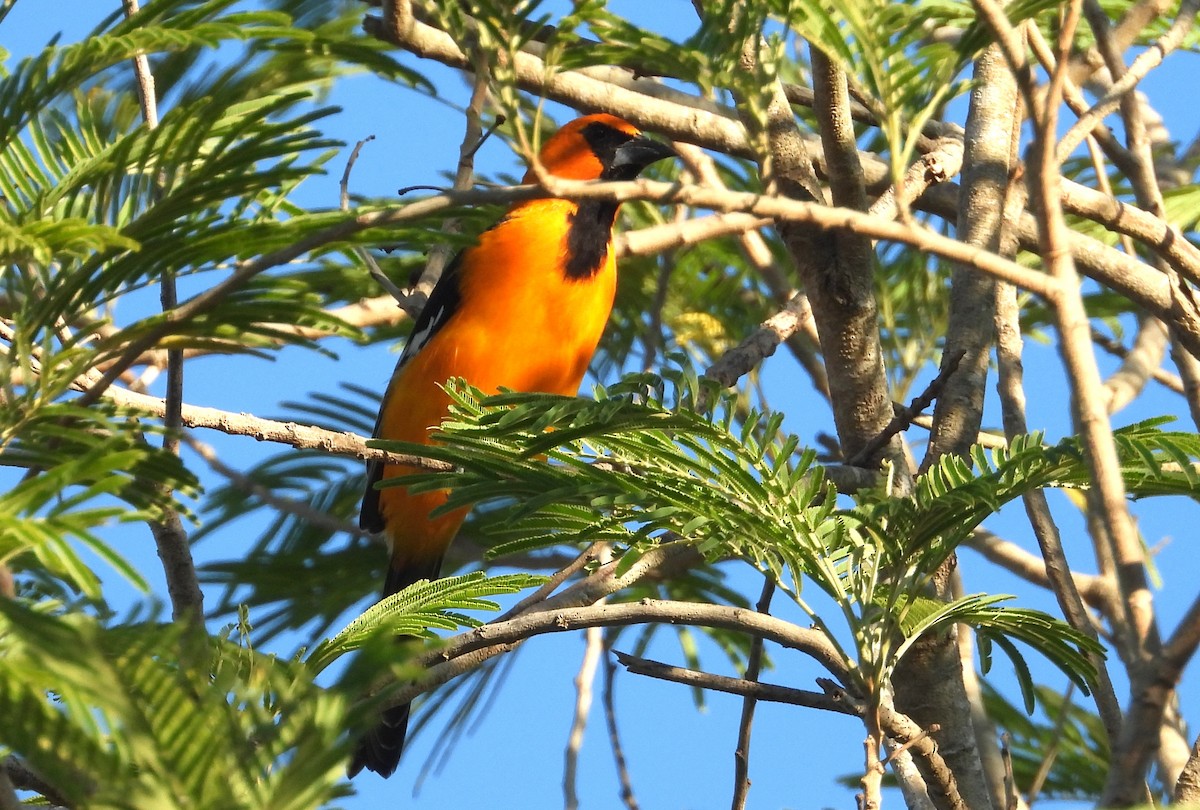 Altamira Oriole - ML644716616