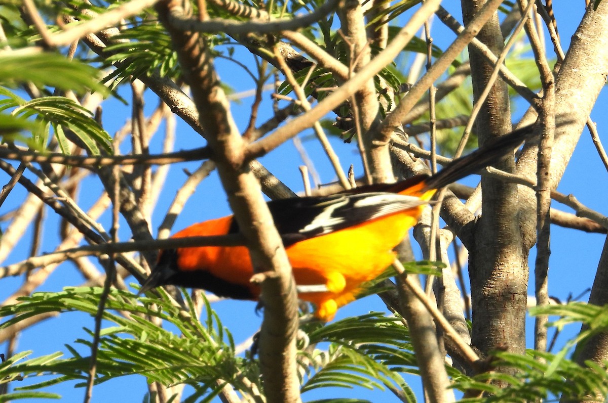 Altamira Oriole - ML644716617