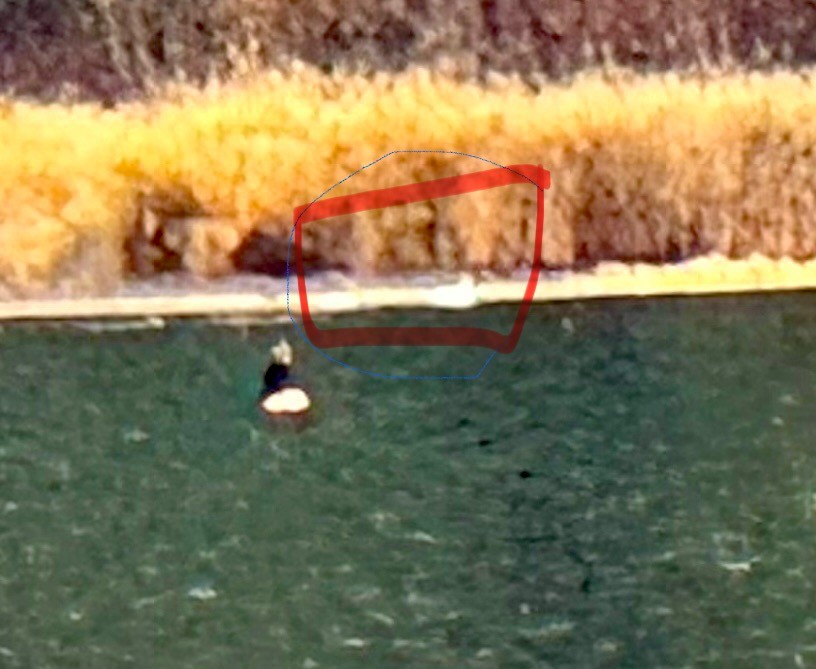 Цасны галуу - ML644716621