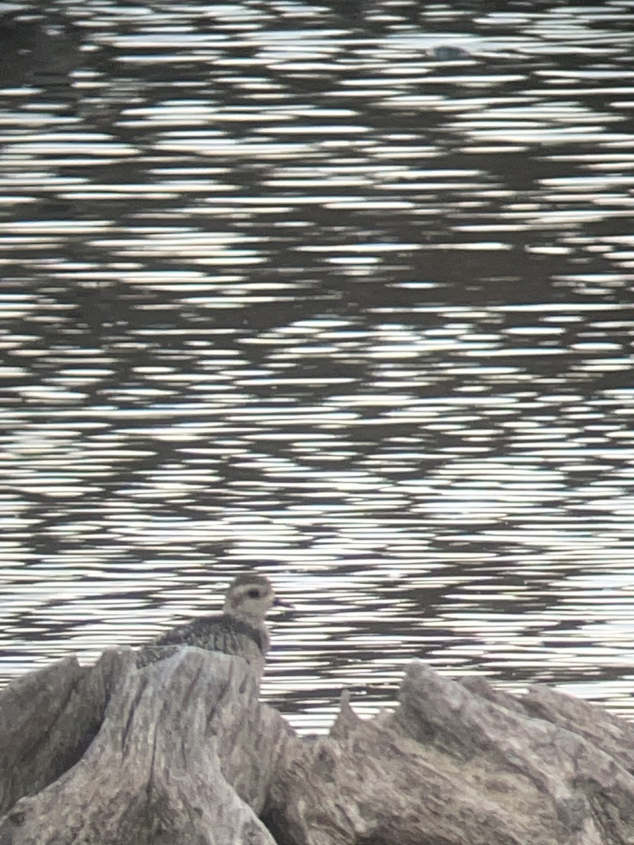 American Golden-Plover - ML644716622