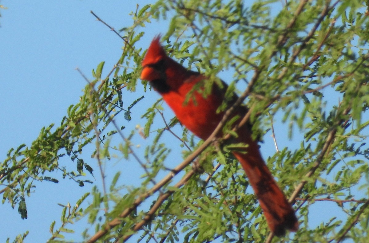 Красный кардинал - ML644716627