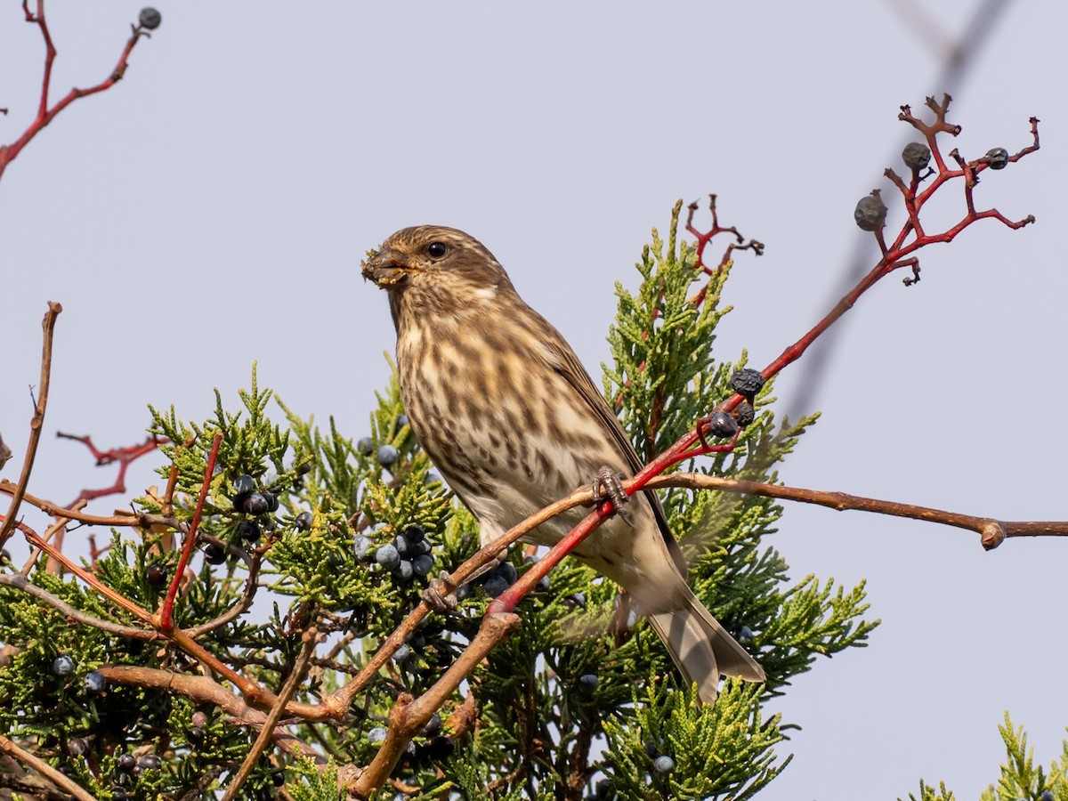 Purple Finch - ML644716632