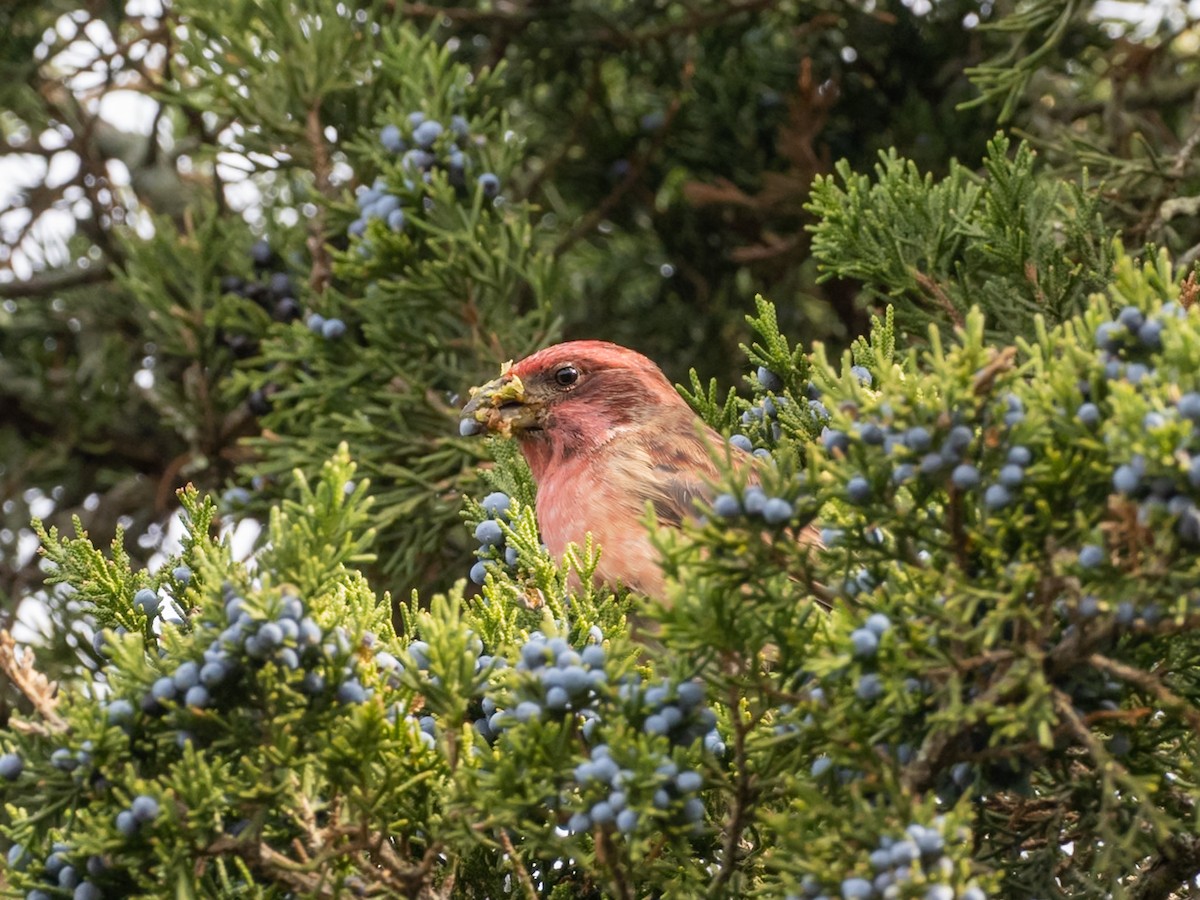 Purple Finch - ML644716634