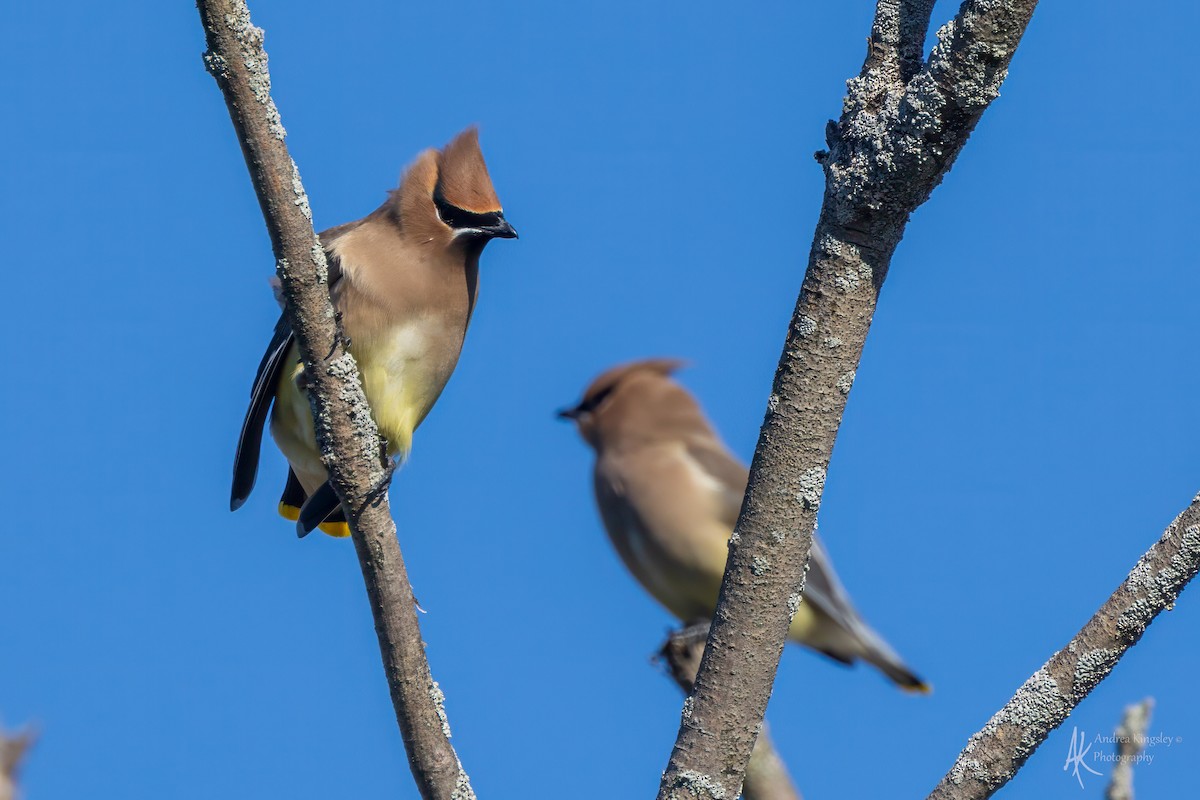 brkoslav americký - ML644716635