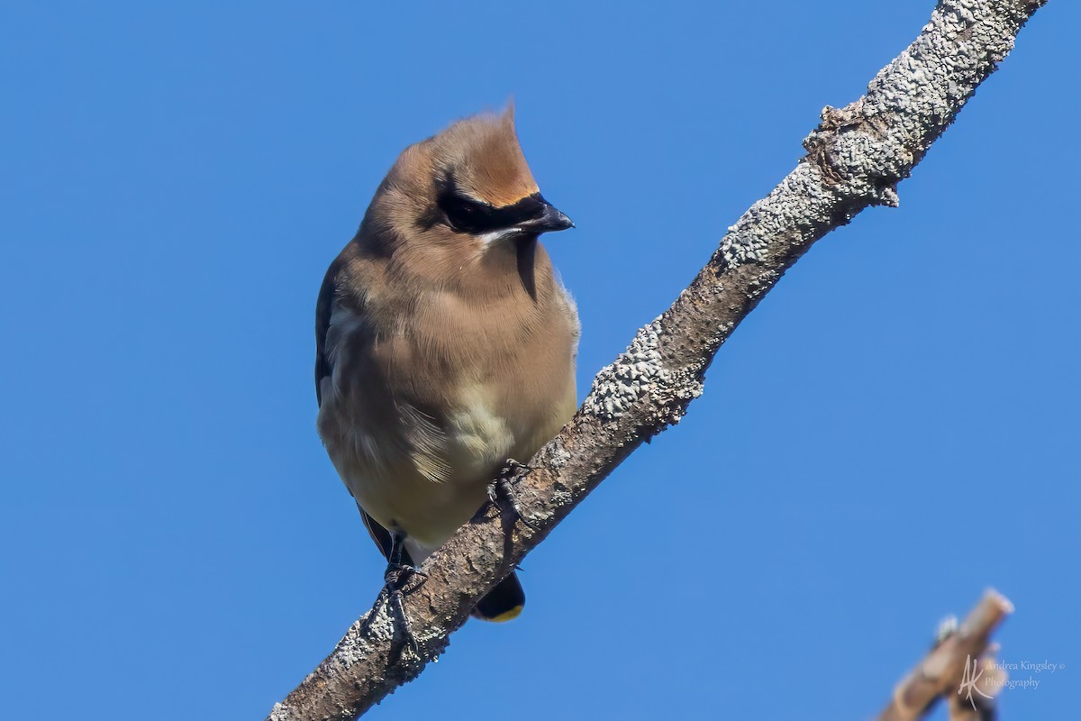 brkoslav americký - ML644716636