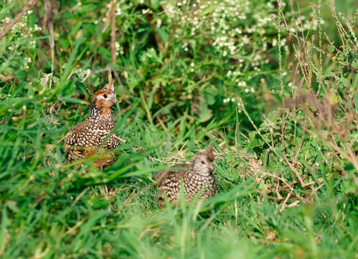Crested Bobwhite - ML644716639