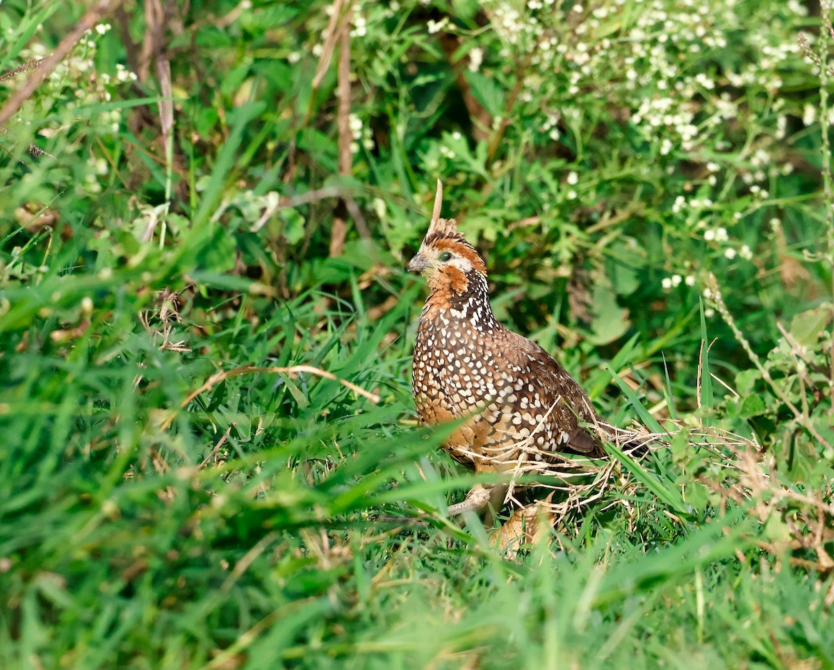 Crested Bobwhite - ML644716640