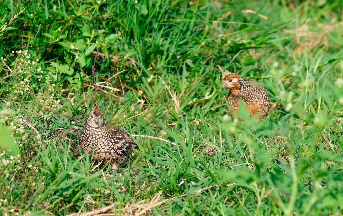 Crested Bobwhite - ML644716641