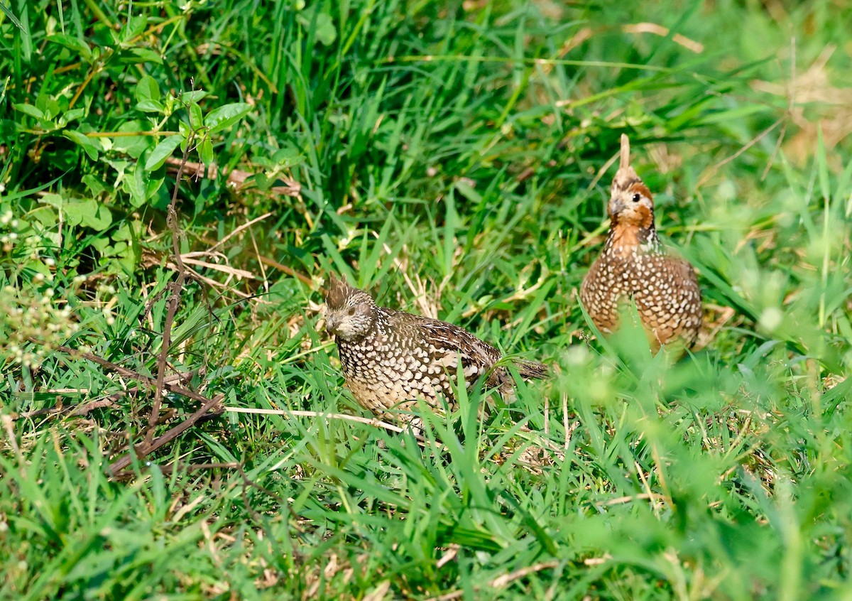 Crested Bobwhite - ML644716642