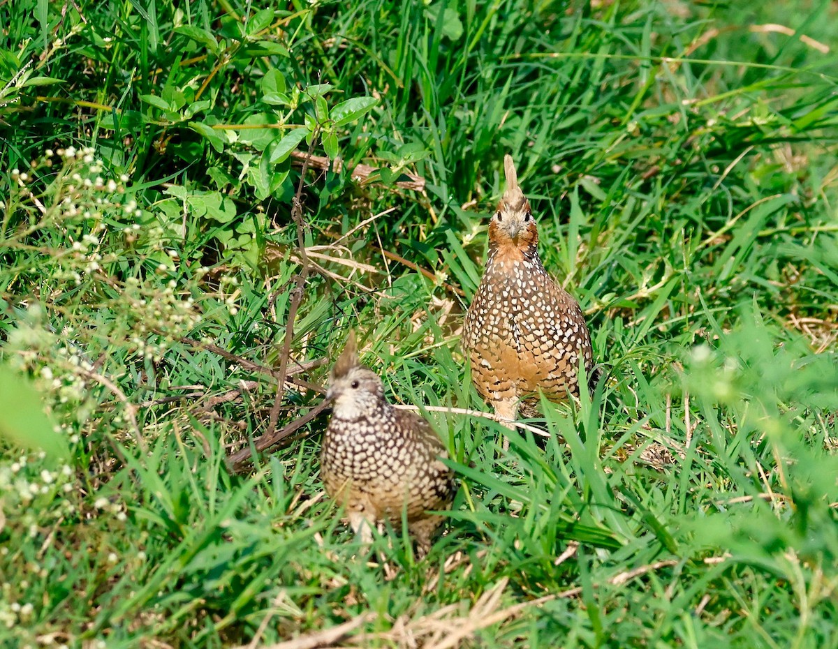 Crested Bobwhite - ML644716643
