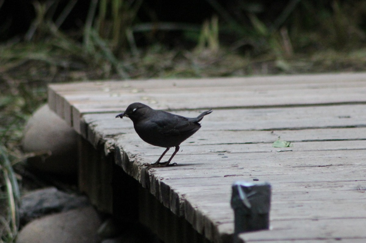 American Dipper - ML644716647
