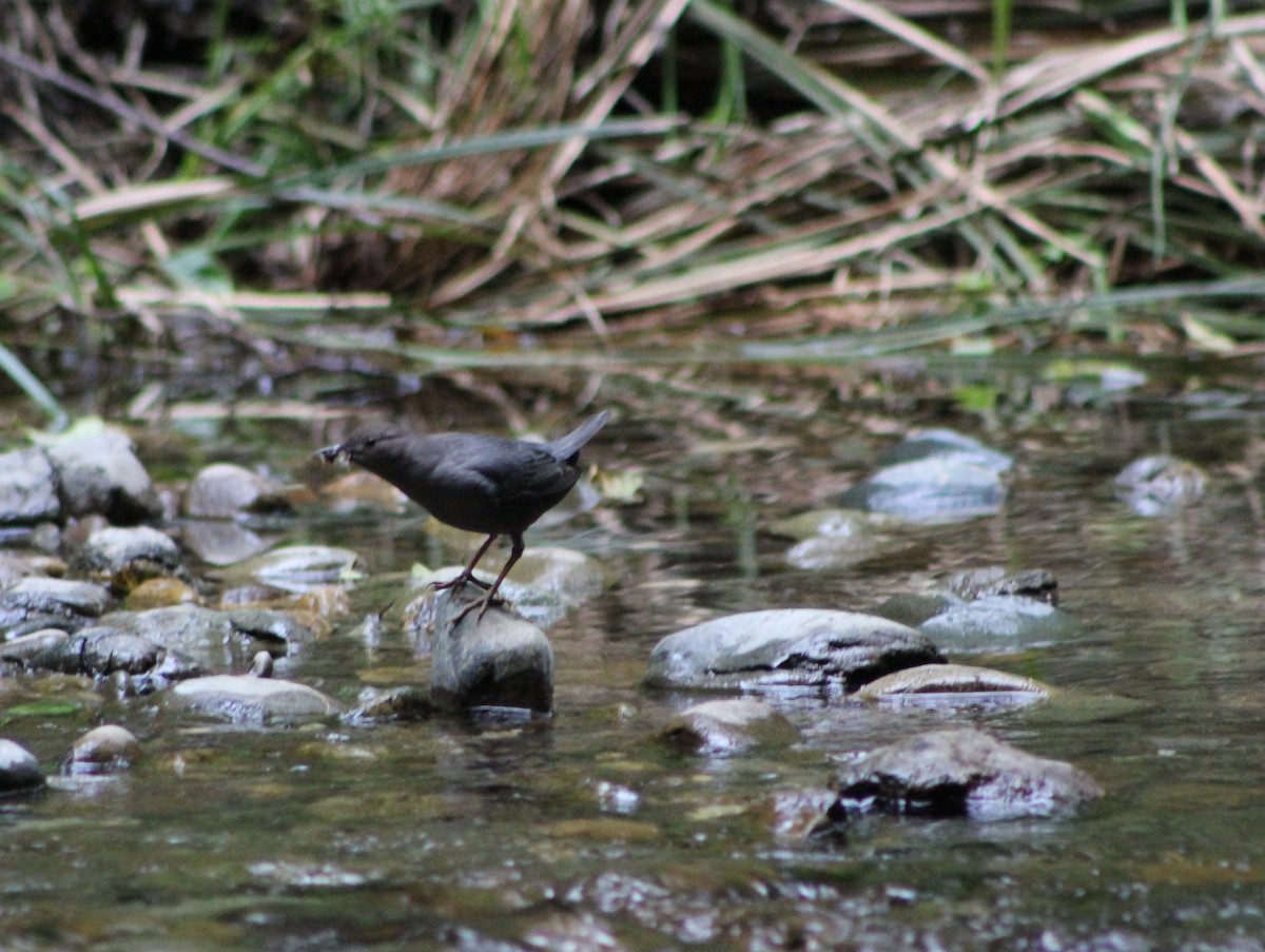 American Dipper - ML644716648