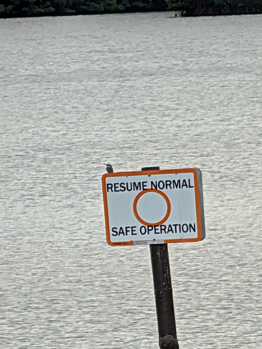 belteisfugl - ML644716653