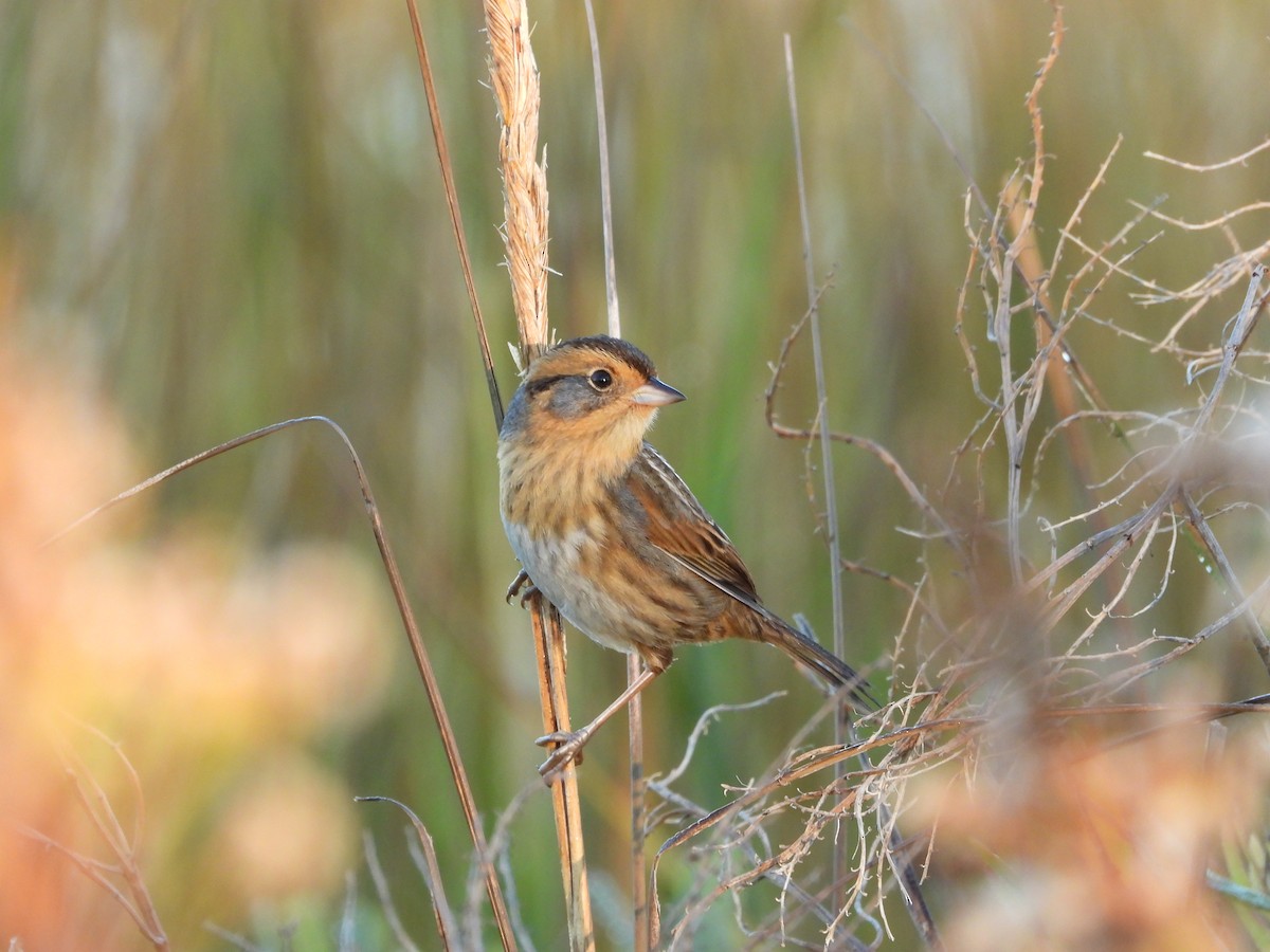 Nelson's Sparrow - ML644716656