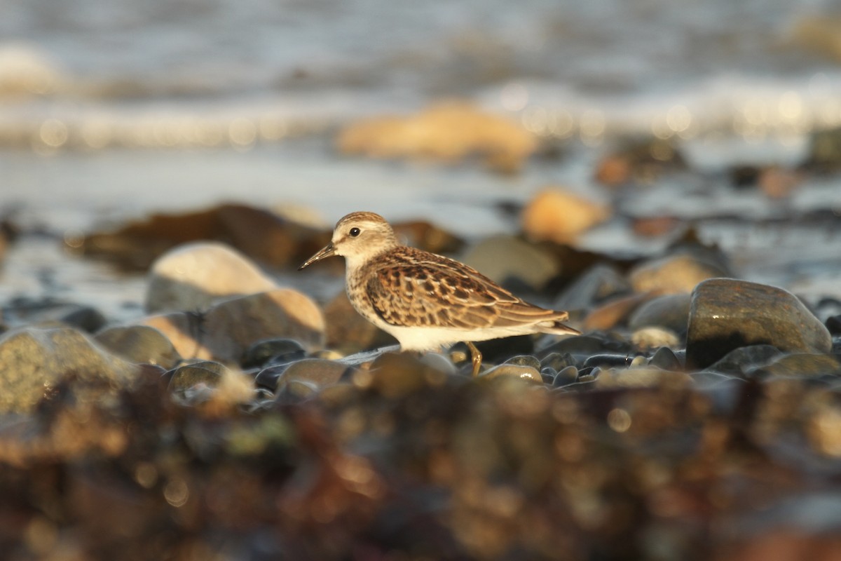 Least Sandpiper - ML644716658