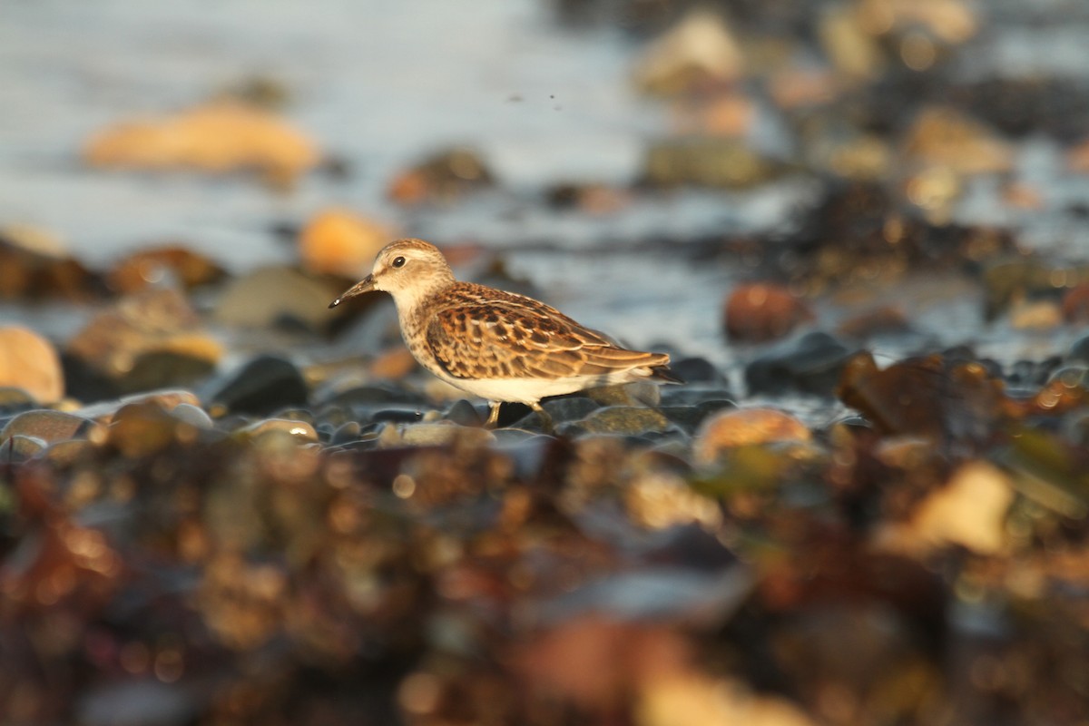 Least Sandpiper - ML644716659