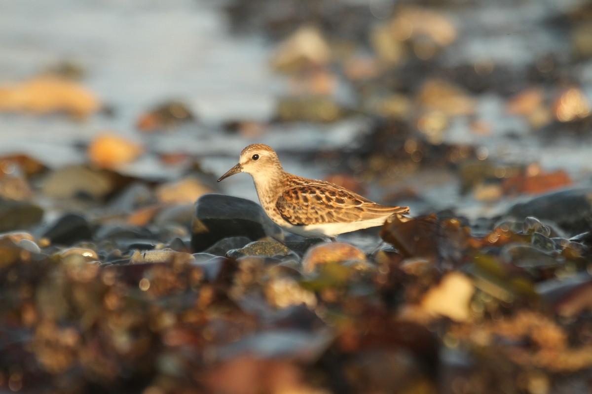 Least Sandpiper - ML644716660