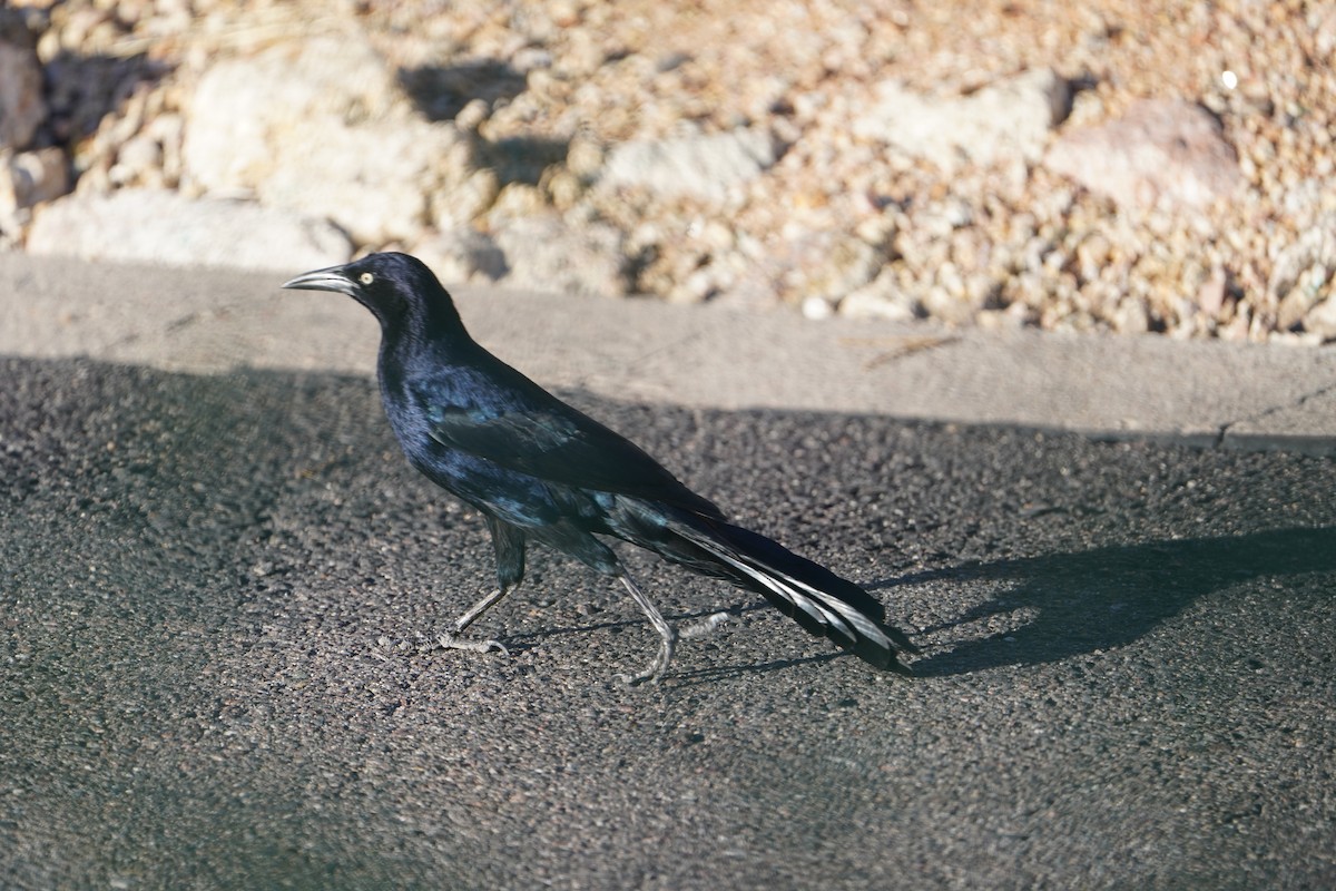 Great-tailed Grackle - ML644716669